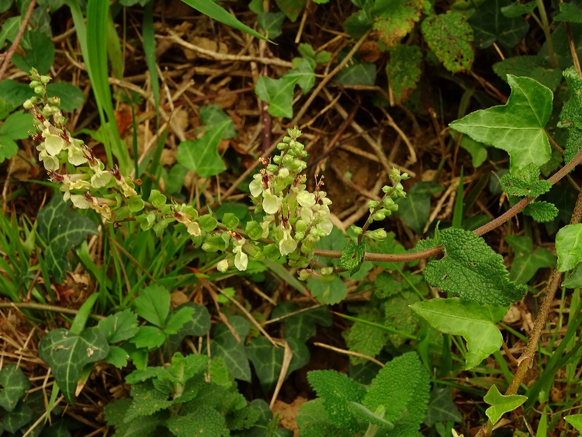 Teucrium scorodonia (Lamiaceae)